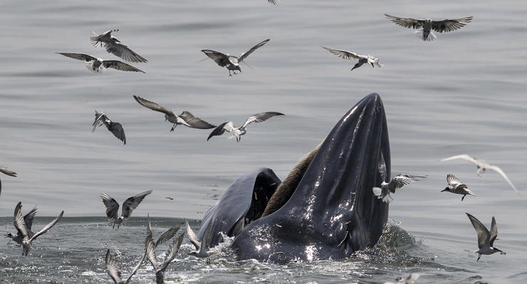 У опустевших берегов Франции появились киты