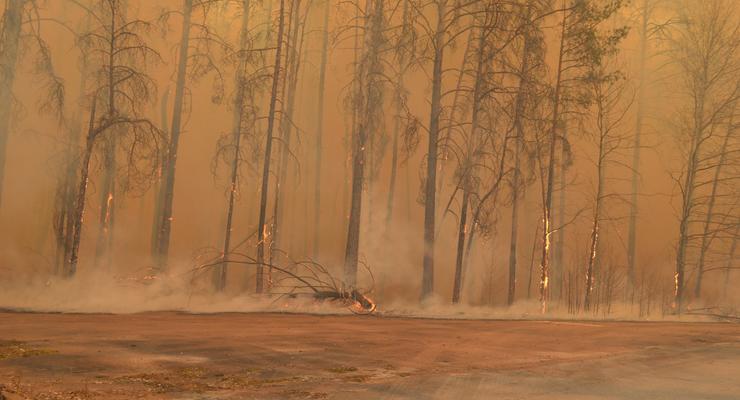 В Зоне ЧАЭС выгорел сверхрадиоктивный Рыжий лес: Припять под угрозой