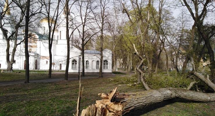 Ураган на Черниговщине повалил деревья