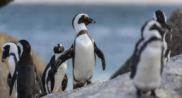 Пингвины разгуливают по опустевшему Кейптауну