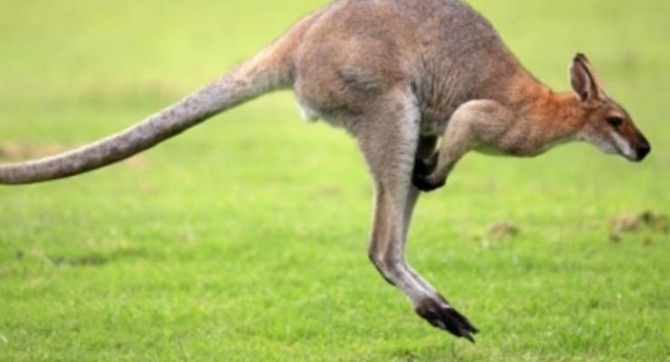 На пустых улицах в Австралии заметили кенгуру