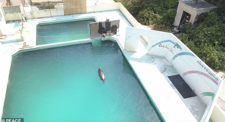 В Японии умер самый одинокий дельфин