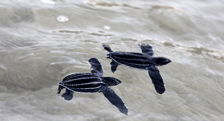На пляжи Таиланда вернулись редкие черепахи