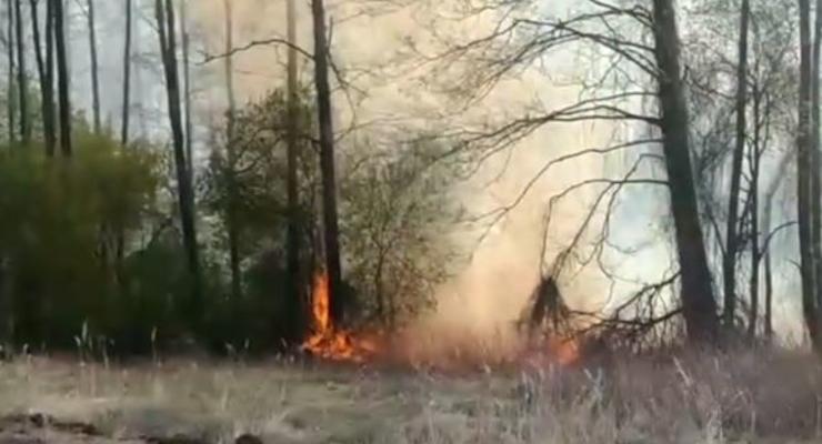 Новый лесной пожар под Киевом: Полиция задержала возможного виновника