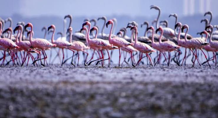 Розовые фламинго наводнили города Индии