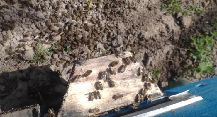 Массовая гибель пчел на Сумщине: Полиция начала расследование