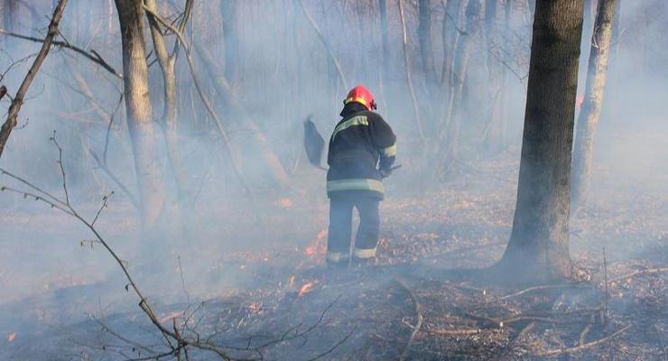 На Житомирщине огонь уничтожил 500 га леса за день