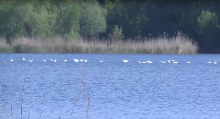 Впервые за долгие годы в Кропивницкий прилетели сотни лебедей