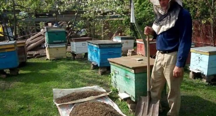 В Запорожской области массово гибнут пчелы