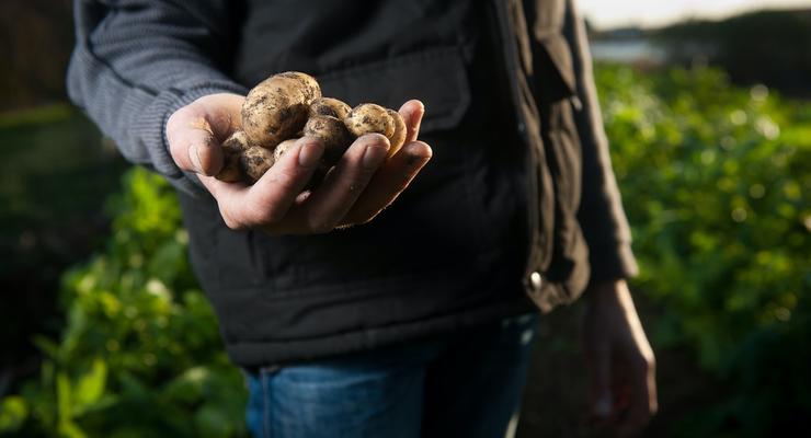 Нидерланды продали украинцам промышленный картофель