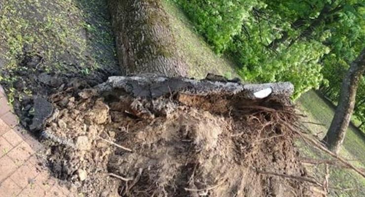 Мощный ураган в Чернигове "вырывал" деревья с корнями