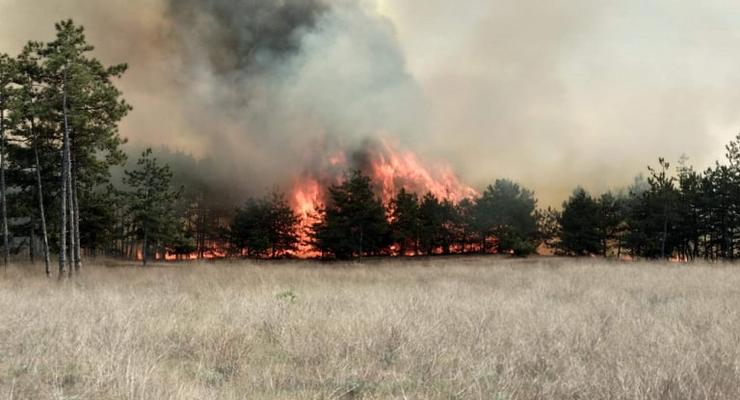 Пожары в лесах теперь можно отслеживать онлайн — Гослесагентство