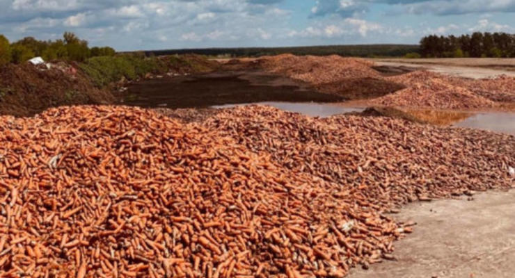 Под Киевом обанкротившийся фермер выбросил тонны моркови