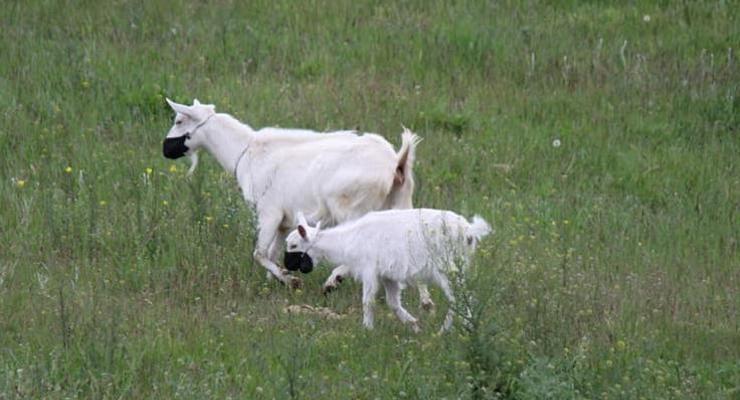 В Днепре на стадо коз надели защитные маски