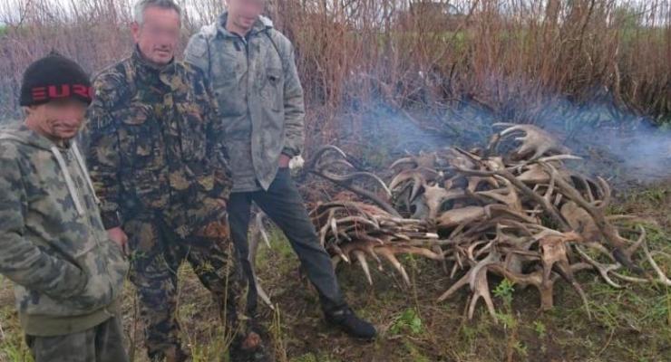 Из Чернобыльской зоны пытались вывезти 60 кг лосиных рогов, - полиция