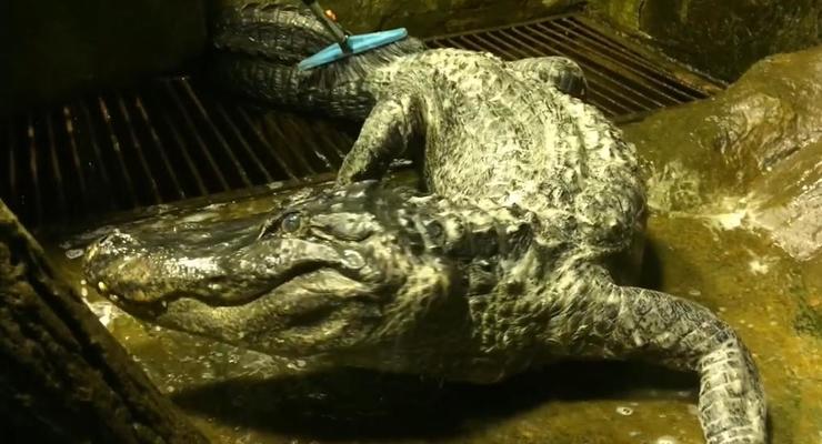 В зоопарке Москвы умер аллигатор-долгожитель