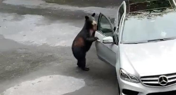 Медведь “взломал” автомобиль и хотел сесть в него, но его испугали люди