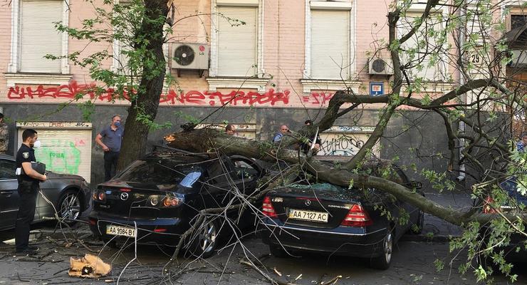 В Киеве дерево упало на автомобили