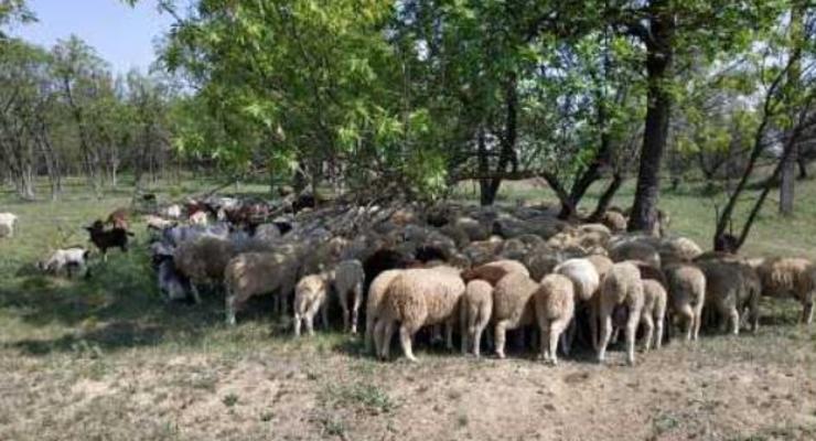 Мужчина похитил больше ста овец и коз на Одесчине: Ему грозит 8 лет