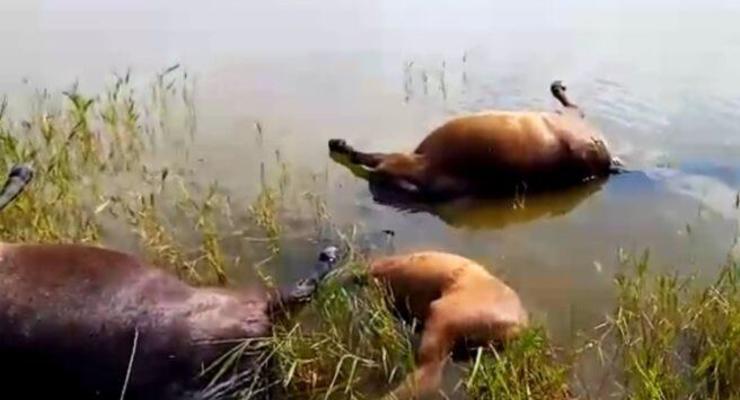 В Казахстане молния убила табун лошадей