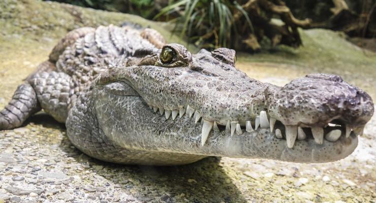 Крокодил заживо съел мужа на глазах у жены