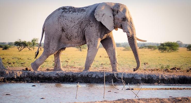 В Африке за месяц загадочно умерли сотни слонов
