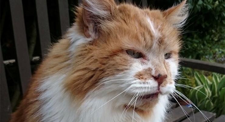 В Британии умер старейший в мире кот