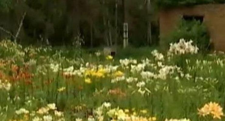 В Харькове расцвели тысячи лилий