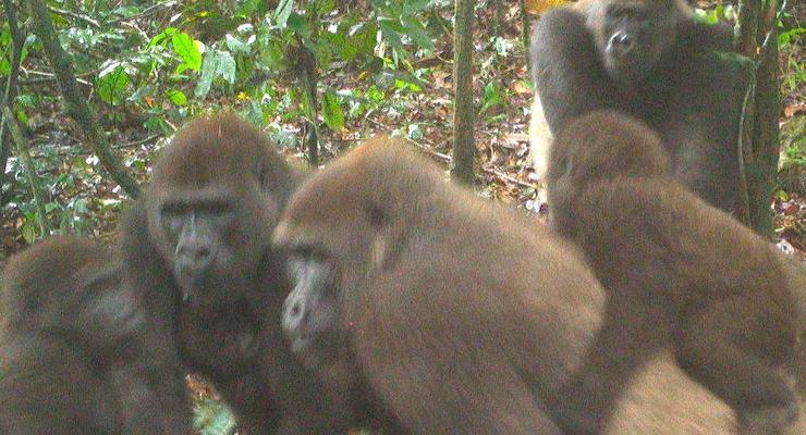 В Нигерии удалось снять самых редких в мире горилл