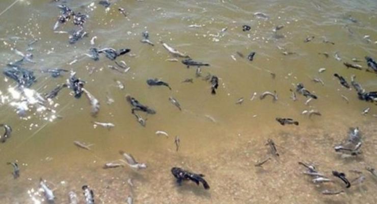 В Харьковской области массово вымерла рыба: В чем причина