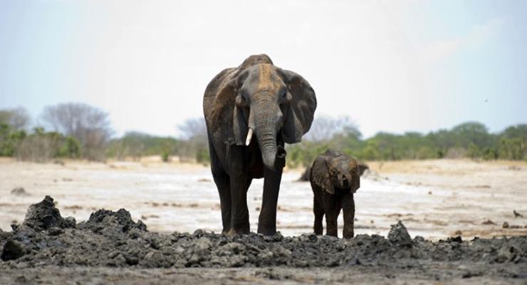 В Ботсване расследуют массовую гибель слонов
