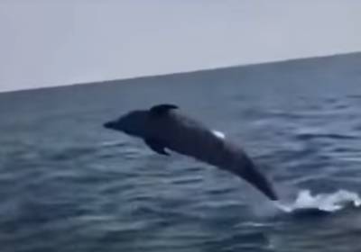 В Херсонской области сняли на видео, как в море резвился дельфин