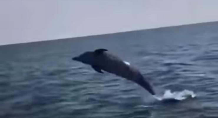 В Херсонской области сняли на видео, как в море резвился дельфин