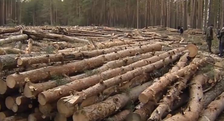 В ООН оценили масштабы вырубки лесов за 30 лет