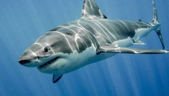 В США полицейский спас ребенка от нападения акулы