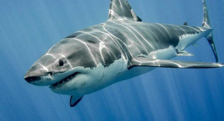 В США полицейский спас ребенка от нападения акулы