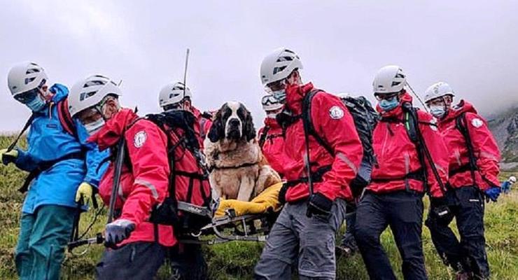 Упавшего с горы пса спасали 16 добровольцев