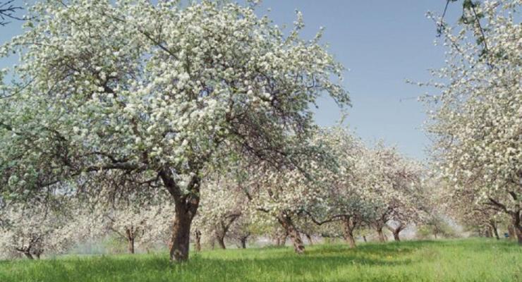 На Одесчине в конце июля расцвели яблони и груши