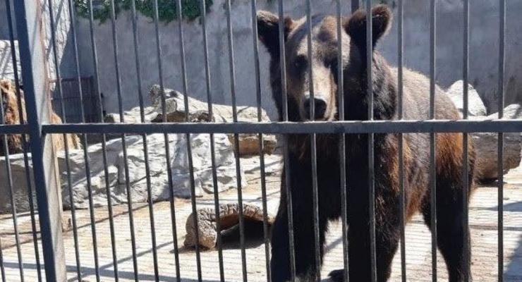 На Донбассе спасли двух медведей, их везут в Закарпатье