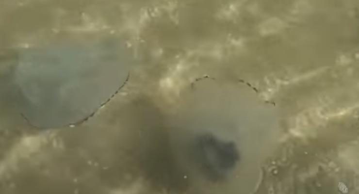 На видео показали нашествие медуз в Азовском море