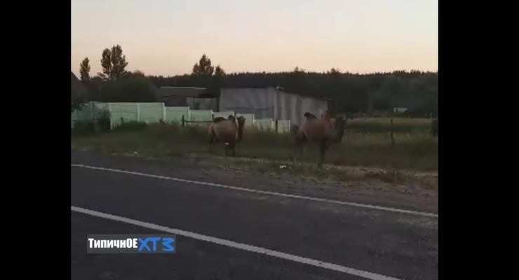 В Харькове на окружной сняли на видео верблюдов