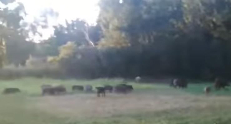 Село на Черкащине терроризирует стадо диких свиней