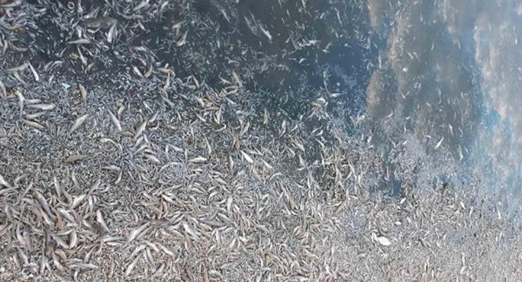 В херсонском водоеме нашли больше полутора миллиона мертвых рыбин