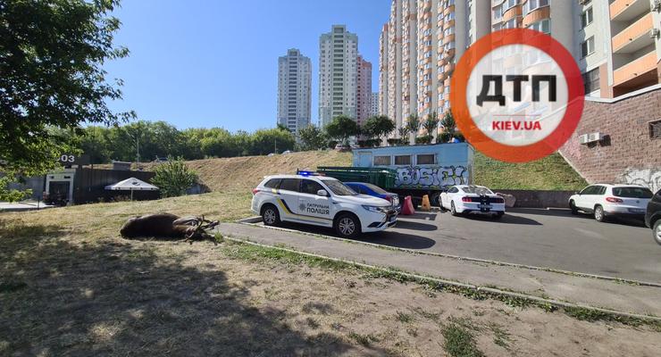 В Киеве произошло смертельное ДТП с участием лося