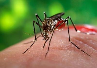 В Испании впервые человек умер от лихорадки Западного Нила