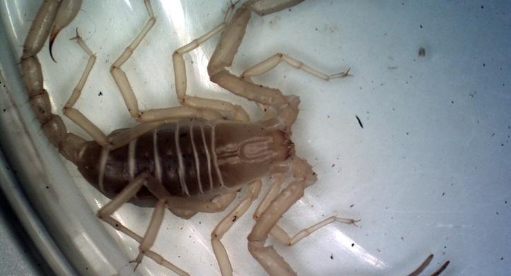 Жительницу Татарстана укусил скорпион из магазинного винограда