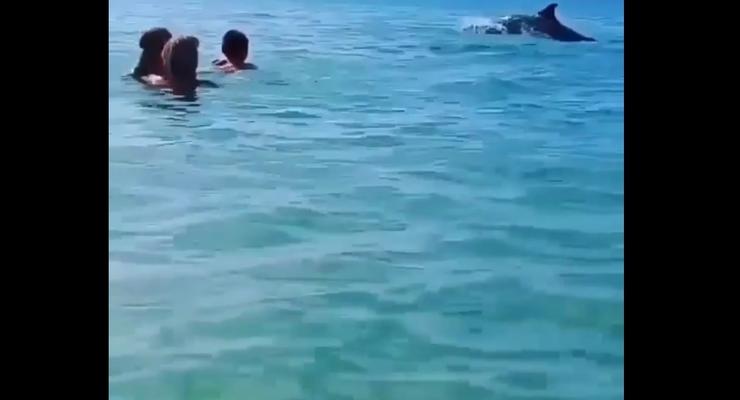 В Бердянске дельфины начали играть с туристами (видео)