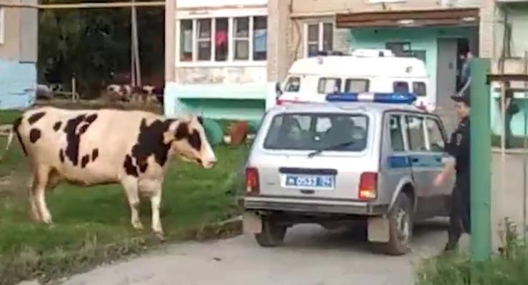 Стадо коров атаковало жилой двор