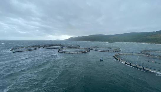 Во время шторма 50 тысяч лососей сбежали с рыбной фермы
