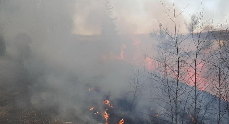 На Харьковщине за сутки горело четыре хвойных леса